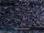 فروش گل گاوزبان ایرانی 