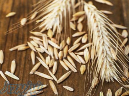 فروش آرد چاودار خرید آرد روگن 