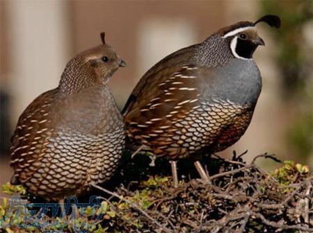 کلاس آموزشی پرورش بلدرچین