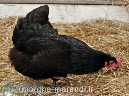 خریدوفروش مرغ فروش مرغ 