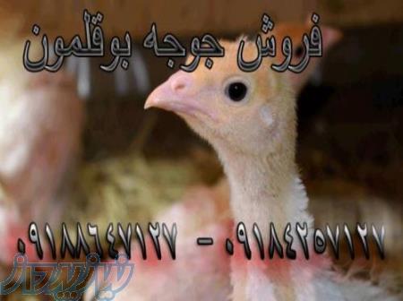 جوجه بوقلمون یک روز ه تا یک ماهه 