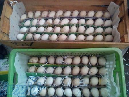 تخم نطفه دار و جوجه وشترمرغ بوقلمون قرقاول غاز اردک 