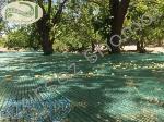 توری جمع آوری (برداشت) محصول
