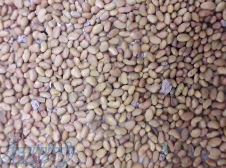 مرکز خرید و فروش بذر یونجه دیمی و آبی