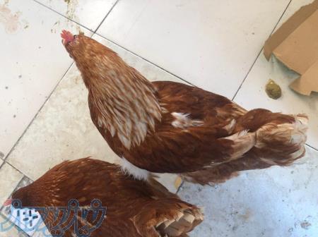 فروش مرغ تخمگذارلوهمن 180روزه روپیک تولید