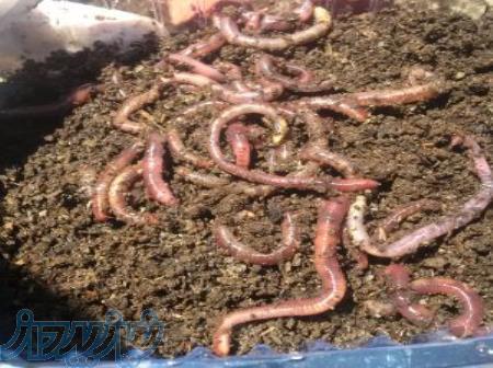 فروش کرم کمپوستر ایزینیا فتیدا (Eisenia fetida) 
