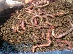 فروش کرم کمپوستر ایزینیا فتیدا (Eisenia fetida) 