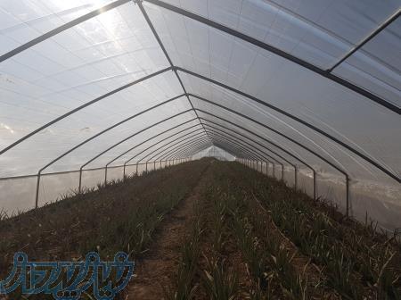 نایلون 3 لایه گلخانه عرض 8 متر 10   یووی